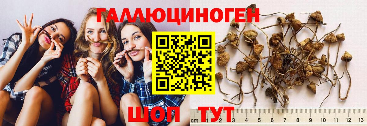 Галлюциногенные грибы прущие грибы Псков